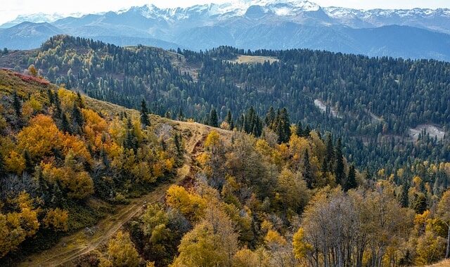 L&rsquo;hectare de forêt s&rsquo;est apprécié en moyenne de +5,3 % en France en 2023