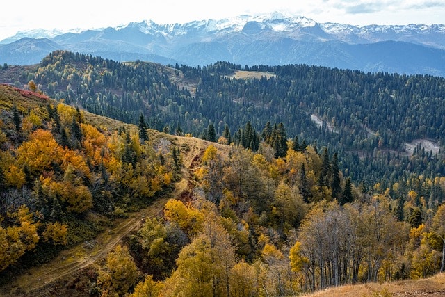 bilan forêt placement 2023