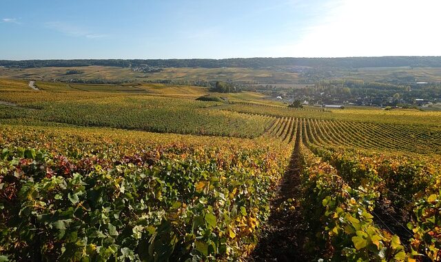 Le foncier rural gagne en popularité et reste un rempart contre la volotilité des marchés financiers en 2025