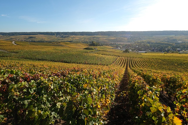 Foncier rural, un placement qui gagne en popularité en 2025