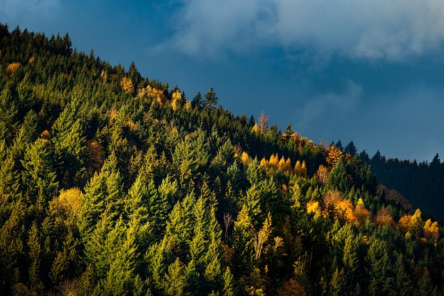 Investir dans les forêts françaises