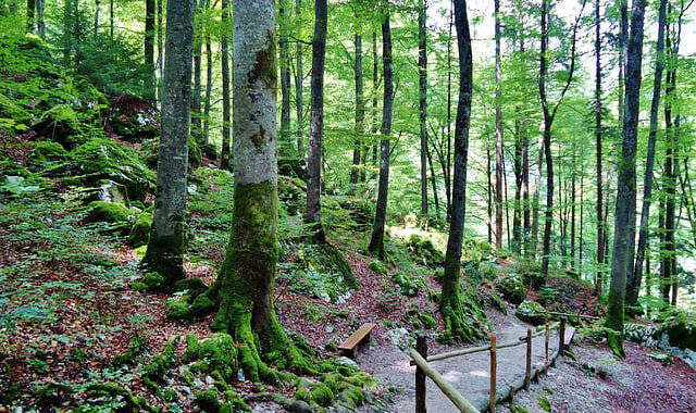 Le Groupement forestier GFI CœurForest acquiert 163 nouveaux hectares de forêts en France