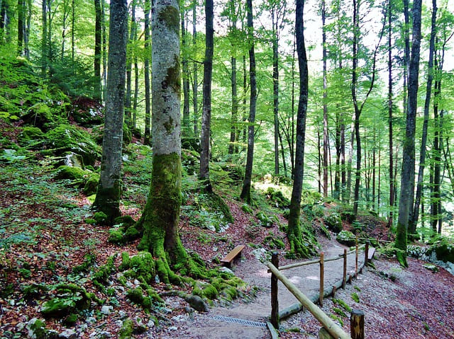 GFI Coeur Forest deux nouvelles acquisitions Octobre 2025