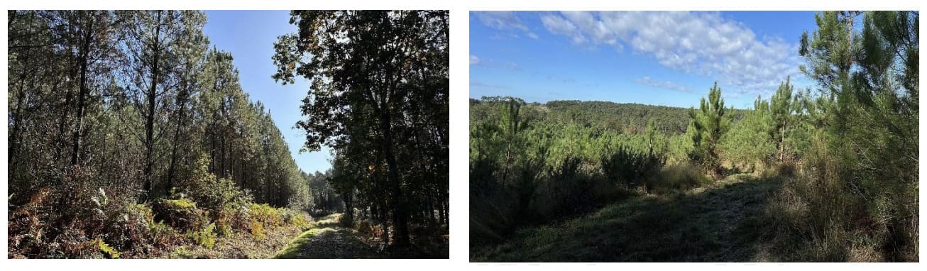 La forêt des Lèches GFI Coeur Forest