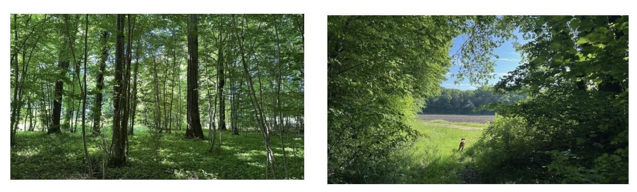 forêt de Brinay GFI Coeur Forest